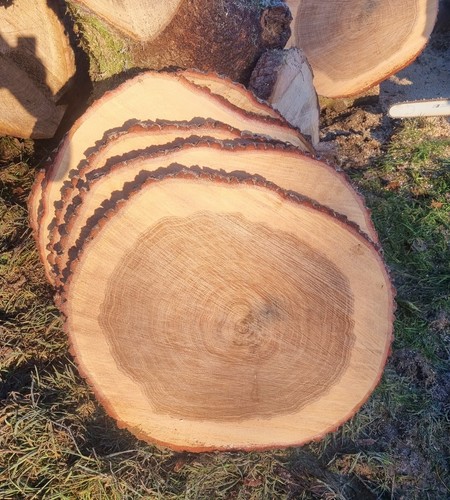 Baumscheibe eiche 45cm - baumscheibe, ca