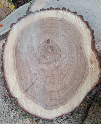 Baumscheibe eiche 55x50cm - eiche,